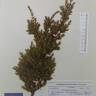 Fotografia de herbário 1 da espécie Juniperus oxycedrus no Jardim Botânico UTAD