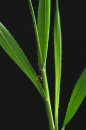 Fotografia da espécie Brachypodium distachyon