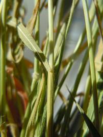 Fotografia da espécie Brachypodium distachyon