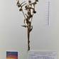 Fotografia 1 de herbário da espécie Cynoglossum cheirifolium no Jardim Botânico UTAD