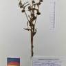 Fotografia de herbário 1 da espécie Cynoglossum cheirifolium no Jardim Botânico UTAD