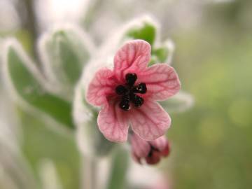 Fotografia da espécie Cynoglossum cheirifolium