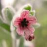 Fotografia 9 da espécie Cynoglossum cheirifolium do Jardim Botânico UTAD