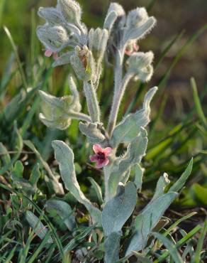 Fotografia 10 da espécie Cynoglossum cheirifolium no Jardim Botânico UTAD