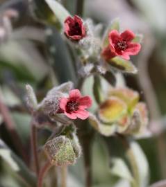 Fotografia da espécie Cynoglossum cheirifolium