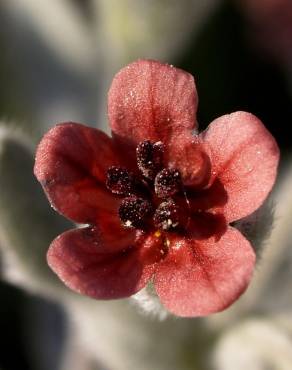 Fotografia 12 da espécie Cynoglossum cheirifolium no Jardim Botânico UTAD