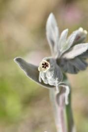 Fotografia da espécie Cynoglossum cheirifolium