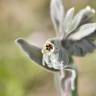 Fotografia 13 da espécie Cynoglossum cheirifolium do Jardim Botânico UTAD