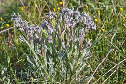 Fotografia da espécie Cynoglossum cheirifolium