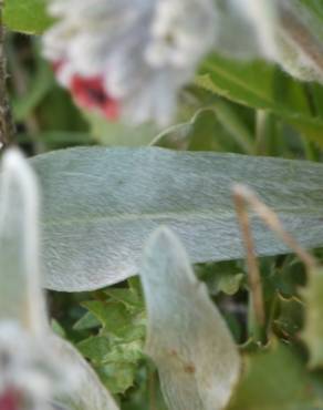 Fotografia 15 da espécie Cynoglossum cheirifolium no Jardim Botânico UTAD