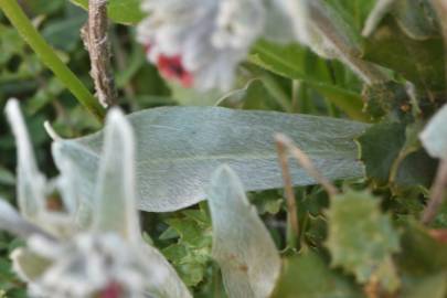 Fotografia da espécie Cynoglossum cheirifolium