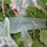Fotografia 15 da espécie Cynoglossum cheirifolium do Jardim Botânico UTAD