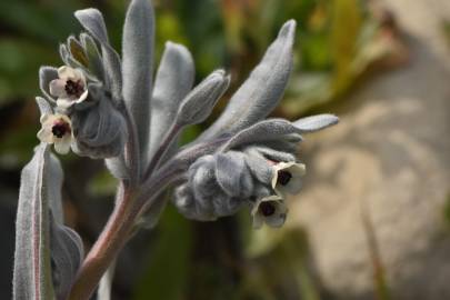 Fotografia da espécie Cynoglossum cheirifolium