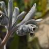 Fotografia 16 da espécie Cynoglossum cheirifolium do Jardim Botânico UTAD