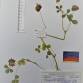Fotografia 1 de herbário da espécie Trifolium michelianum no Jardim Botânico UTAD