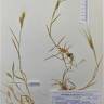 Fotografia de herbário 1 da espécie Aegilops neglecta no Jardim Botânico UTAD