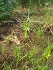 Fotografia da espécie Aegilops neglecta