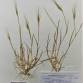 Fotografia 3 de herbário da espécie Aegilops neglecta no Jardim Botânico UTAD