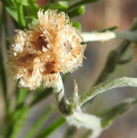 Fotografia da espécie Pseudognaphalium luteoalbum