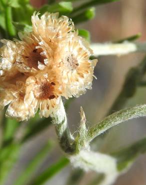 Fotografia 5 da espécie Pseudognaphalium luteoalbum no Jardim Botânico UTAD