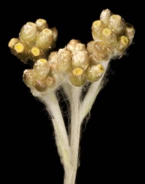 Fotografia 6 da espécie Pseudognaphalium luteoalbum no Jardim Botânico UTAD