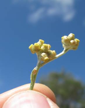 Fotografia 7 da espécie Pseudognaphalium luteoalbum no Jardim Botânico UTAD