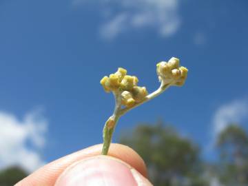 Fotografia da espécie Pseudognaphalium luteoalbum