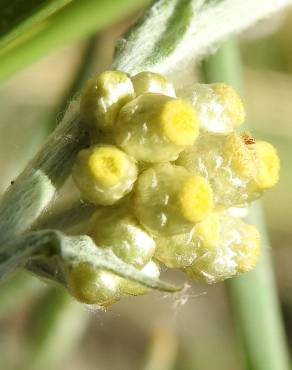 Fotografia 8 da espécie Pseudognaphalium luteoalbum no Jardim Botânico UTAD