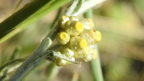 Fotografia da espécie Pseudognaphalium luteoalbum