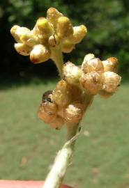 Fotografia da espécie Pseudognaphalium luteoalbum