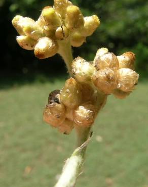 Fotografia 9 da espécie Pseudognaphalium luteoalbum no Jardim Botânico UTAD