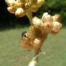 Fotografia 9 da espécie Pseudognaphalium luteoalbum do Jardim Botânico UTAD