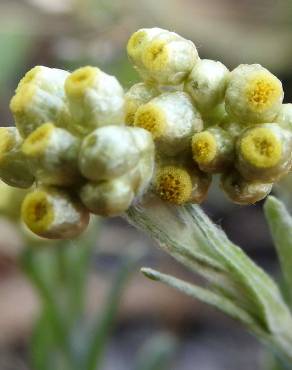 Fotografia 11 da espécie Pseudognaphalium luteoalbum no Jardim Botânico UTAD