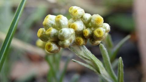 Fotografia da espécie Pseudognaphalium luteoalbum