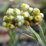 Fotografia 11 da espécie Pseudognaphalium luteoalbum do Jardim Botânico UTAD