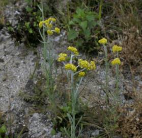 Fotografia da espécie Pseudognaphalium luteoalbum