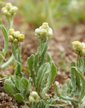 Fotografia 15 da espécie Pseudognaphalium luteoalbum no Jardim Botânico UTAD