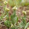 Fotografia 15 da espécie Pseudognaphalium luteoalbum do Jardim Botânico UTAD