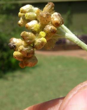 Fotografia 16 da espécie Pseudognaphalium luteoalbum no Jardim Botânico UTAD