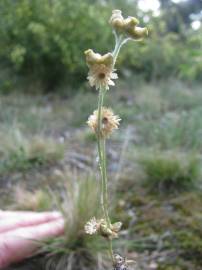 Fotografia da espécie Pseudognaphalium luteoalbum