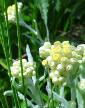 Fotografia 19 da espécie Pseudognaphalium luteoalbum no Jardim Botânico UTAD