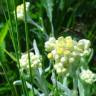 Fotografia 19 da espécie Pseudognaphalium luteoalbum do Jardim Botânico UTAD