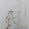 Fotografia de herbário 1 da espécie Pseudognaphalium luteoalbum no Jardim Botânico UTAD