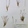 Fotografia de herbário 1 da espécie Corynephorus canescens no Jardim Botânico UTAD