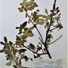 Fotografia de herbário 1 da espécie Quercus faginea no Jardim Botânico UTAD