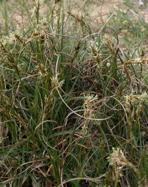 Fotografia 12 da espécie Carex arenaria no Jardim Botânico UTAD