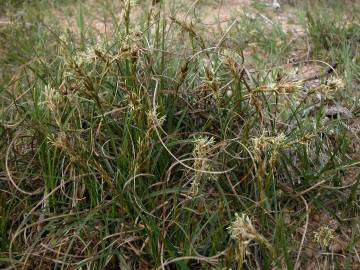 Fotografia da espécie Carex arenaria