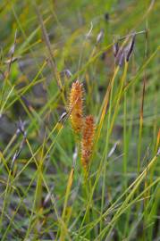 Fotografia da espécie Carex rostrata