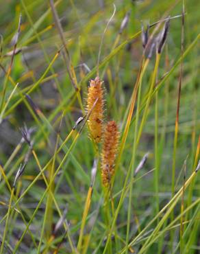 Fotografia 1 da espécie Carex rostrata no Jardim Botânico UTAD