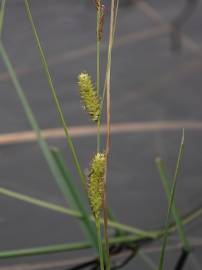 Fotografia da espécie Carex rostrata